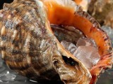 海螺有什么食用禁忌